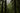 Dense forest with tall evergreen trees and a misty atmosphere.